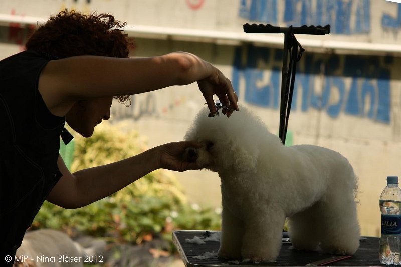 2012-07-01 B & B - Bedlington & Bichon Fun Day (37)_1500x1000.jpg
